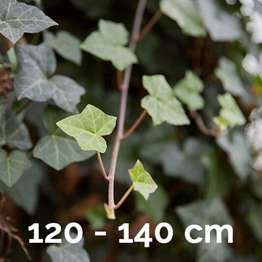 Hedera Hibernica Planten - Afbeelding 9