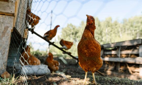 Kippengaas kopen bij MT Hekwerken