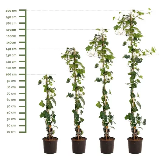 Hedera Hibernica Planten