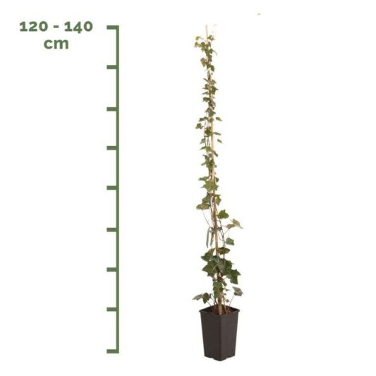 Hedera Hibernica Planten - Afbeelding 3
