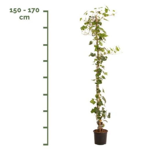 Hedera Hibernica Planten - Afbeelding 2