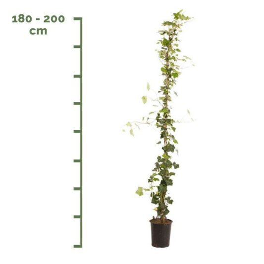 Hedera Hibernica Planten - Afbeelding 5