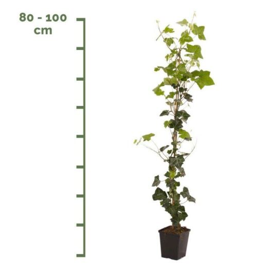 Hedera Hibernica Planten - Afbeelding 4